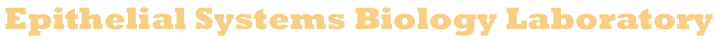 Epithelial Systems Biology Laboratory (ESBL)